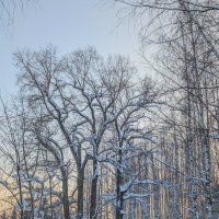 Морозный денёк :: Анастасия Логинова