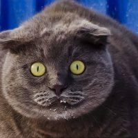 Нет рыбы? Я поражен, это выше моего понимания. :: Михаил К