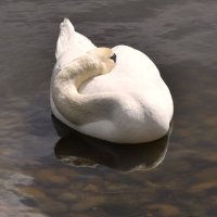 Лебединая спячка :: Надежда 