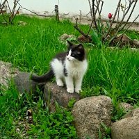 удивление & испуг :: Olga Oskolkova удивление & испуг :: Olga Oskolkova