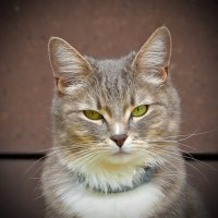 Кошка по имени Мышка :: Светлана 