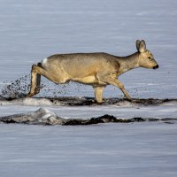 Бег по стерне :: Barguzin_45 Иваныч