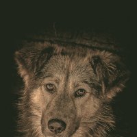 Персик :: Vladimir 