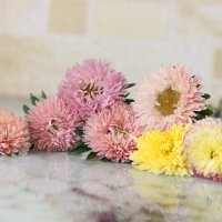Астры :: Алёна Писарева