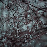 зимняя :: Anastasia 