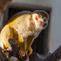 "Я на солнышке сижу!" :: Тарас Леонидов