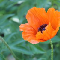 Маков цвет :: Екатерина Дудина