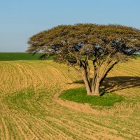 Израиль, январьский пейзаж :: Владимир Горубин