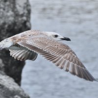 По морским бездорожьям :: Оleg Beskarawayniy 