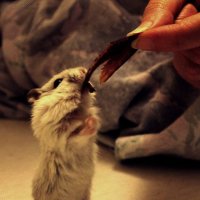 Покорность :: АL Medium