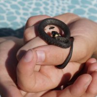 Fly can fly. :: Михаил Дьячков