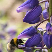 Пчёлка. :: Андрей Климов