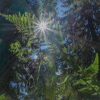 Солнце в папоротнике :: Олег Субботин