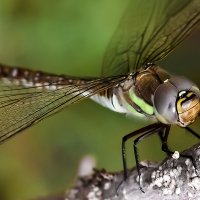 стрекоза :: Константин Поляков
