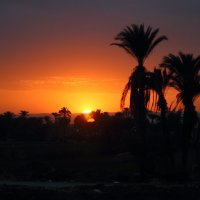 на закате пальмы оживают :: Александр Сво