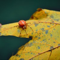 паукиус на листикус :: konstantin tatonkin