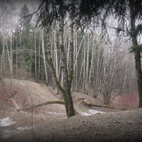 Лес :: Mashaa Лес :: Mashaa