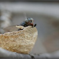 Мух,просто мух :: Евгений Жиляев Мух,просто мух :: Евгений Жиляев