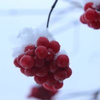 первый снег :: сергей 