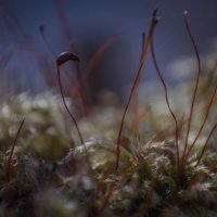 Мох, первые опыты макро. :: Николай Глаголев Мох, первые опыты макро. :: Николай Глаголев