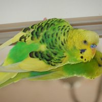 Попугайчик Ромашка=) :: Марина Кухарчук