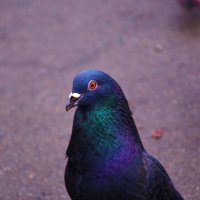 pigeon :: Максим 