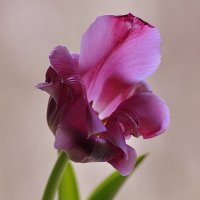 Самый стойкий :: Ольга Винницкая (Olenka) Самый стойкий :: Ольга Винницкая (Olenka)