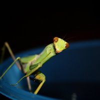 Инопланетянин....со своей тарелкой ! :: AcrobatVV 