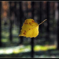 Осенний лист... :: Айвар Вилюмсон