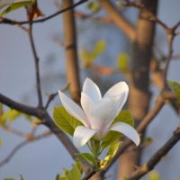 Magnolia :: Виктория 