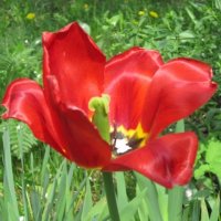 Тюльпан весною :: Дмитрий Никитин Тюльпан весною :: Дмитрий Никитин