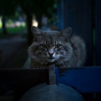 независимый :: Игорь Николаев независимый :: Игорь Николаев