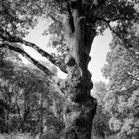 Дуб Тургенева :: Юлия Копыткина