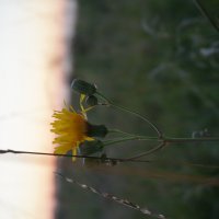 Один в поле :: olga 