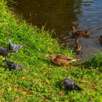 дичь :: Дмитрий Лупандин дичь :: Дмитрий Лупандин