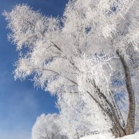 Белый плен :: Егор Балясов