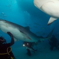 Акулы не такие и страшные. :: Василий Василец