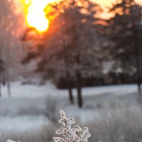 морозным зимним вечером... :: sveta 