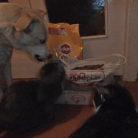 сторож :: Ольга Алешко