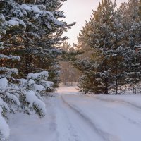 Зимний сосновый бор. :: Евгений Герасименко