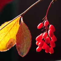 Птицам на зиму. :: Владимир Добровольский