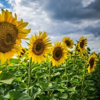 Подсолнухи :: Наталья Лысенко