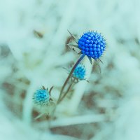 Цветок эрингиума. :: Svetlana Sukhorukova Цветок эрингиума. :: Svetlana Sukhorukova