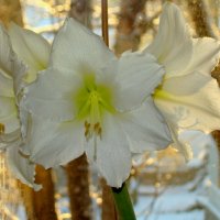 серия "АМАРИЛЛИСЫ МОРОЗНЫМ УТРОМ" (3) :: VLADIMIR STROJ 