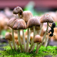 По грибы :: Александр Елизаров По грибы :: Александр Елизаров