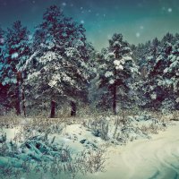 Зимняя сказка :: Лиса Обыкновенная *