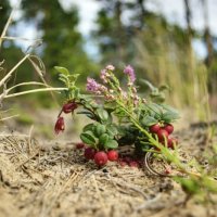 Брусника :: Дмитрий 