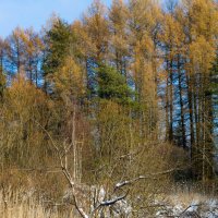 Ещё не зима, но уже и не осень... Или живое и мёртвое :: Владимир Ветер