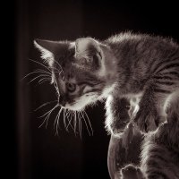 Охотник :: Sergey Apinis Охотник :: Sergey Apinis