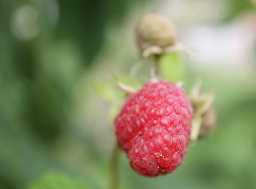 малина - Андрей Семенов